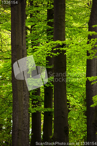 Image of Green Forest