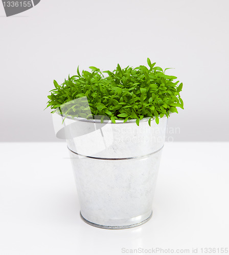 Image of Parsley