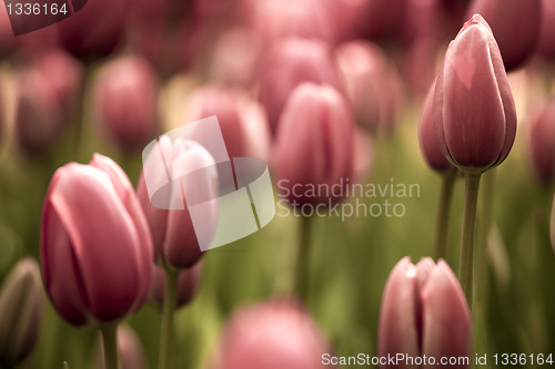 Image of Tulips