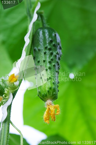 Image of Fresh cucumber