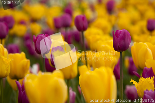 Image of Colorful tulips 