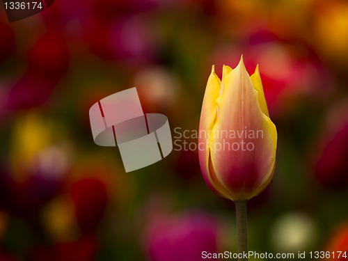 Image of Beautiful tulip