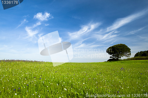 Image of Green meadow