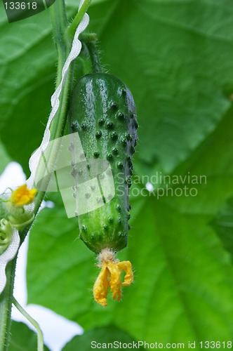 Image of Fresh cucumber