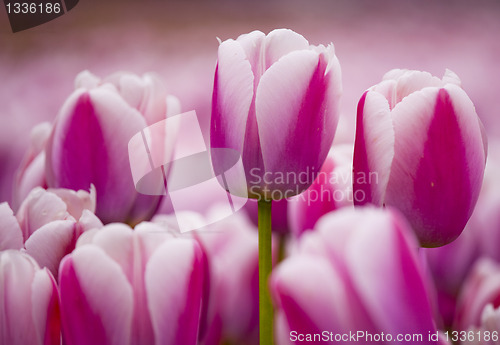 Image of Pink tulips 