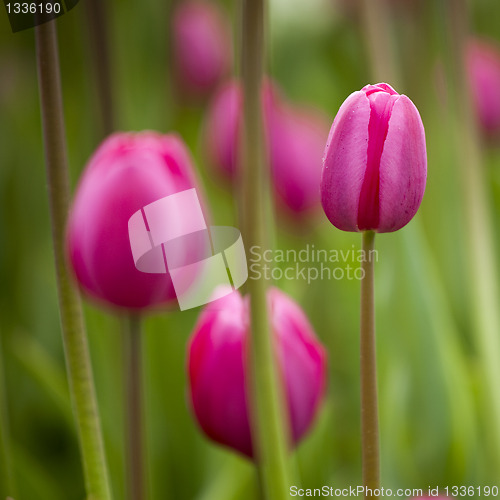 Image of Pink tulips 