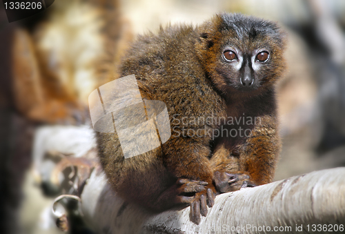 Image of Red-bellied Lemur