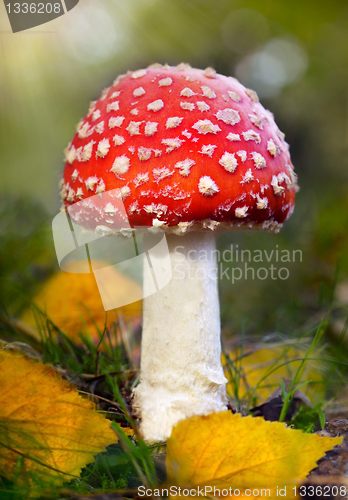 Image of Fly agaric 