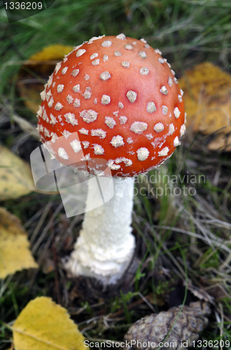 Image of Fly agaric