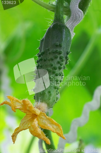 Image of Fresh cucumber