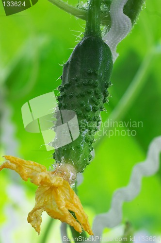 Image of Fresh cucumber