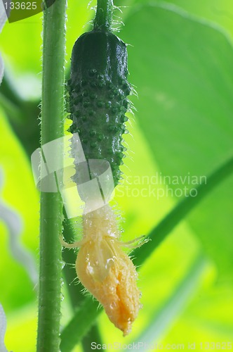 Image of Fresh cucumber