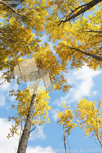 Image of yellow aspen forest