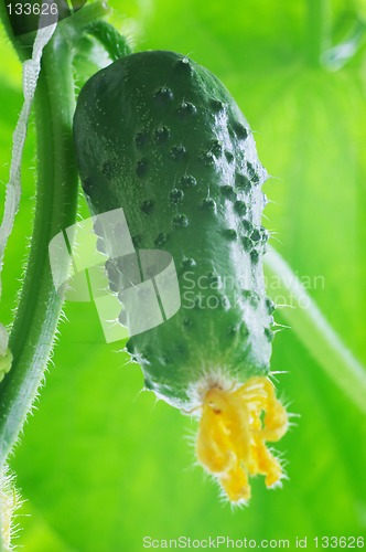 Image of Fresh cucumber