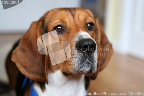 Image of beagle portrait