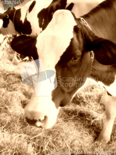 Image of cow closeup