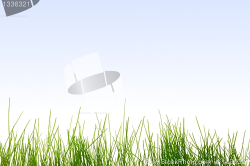 Image of grass