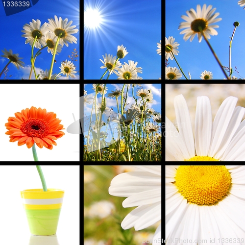 Image of flower collage