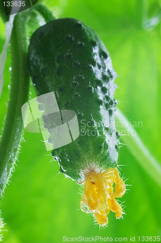 Image of Fresh cucumber