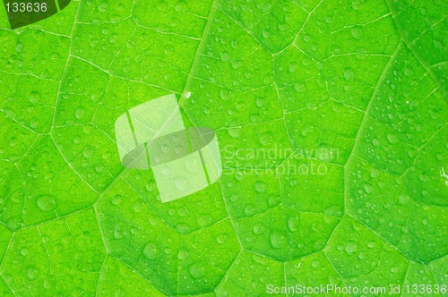 Image of Cucumber leaf