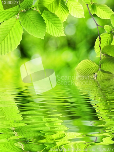 Image of green leave and water