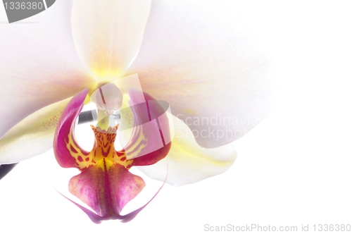 Image of orchid