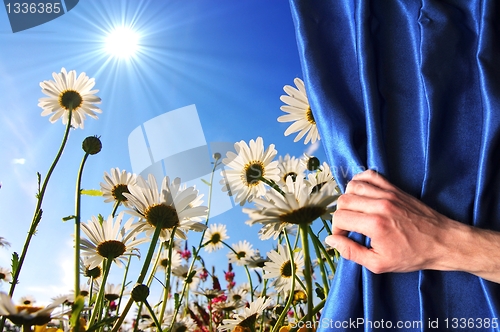 Image of summer flowers