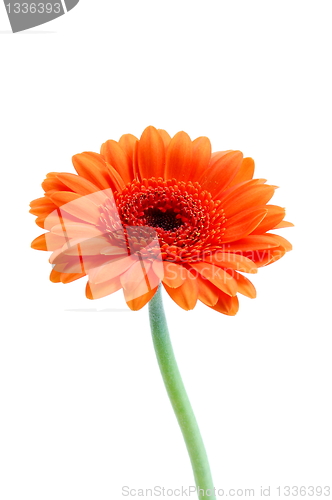 Image of isolated flower on white