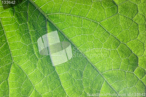 Image of Cucumber leaf