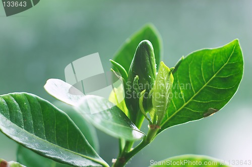 Image of Bud of Gardenia