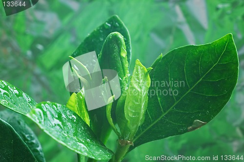 Image of Bud of Gardenia