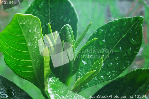 Image of Bud of Gardenia