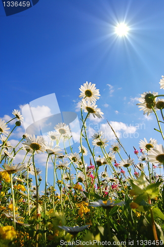 Image of flowers on meadow in summer