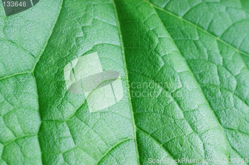 Image of Cucumber leaf