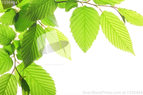 Image of summer leaves