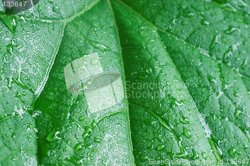 Image of Cucumber leaf
