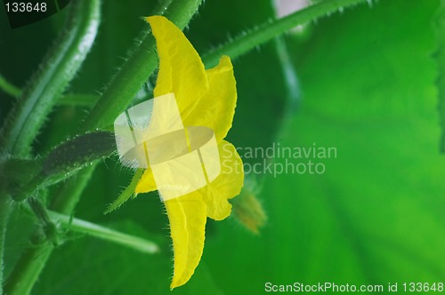 Image of Blossom cucumber