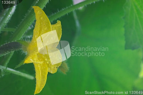 Image of Blossom cucumber