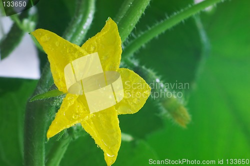 Image of Blossom cucumber