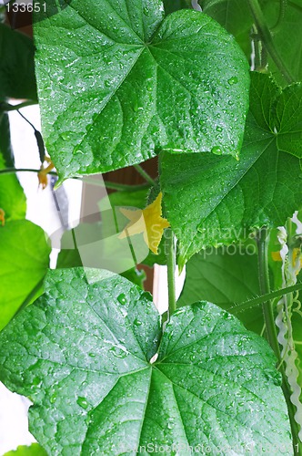 Image of Leaves of cucumber