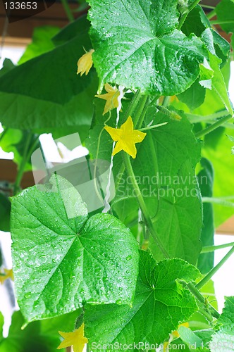 Image of Leaves of cucumber