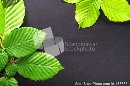 Image of leaf frame