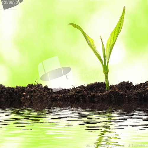 Image of small plant