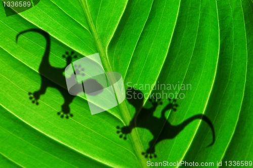 Image of green jungle leaf and gecko