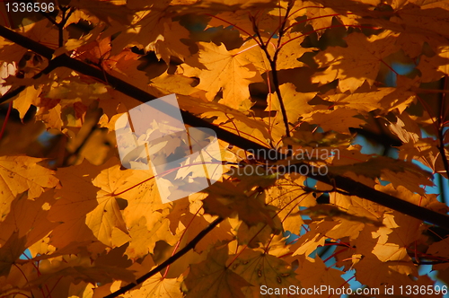 Image of Fall leaves