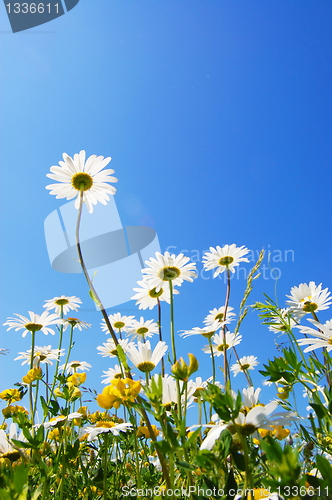 Image of daisy flower in summer