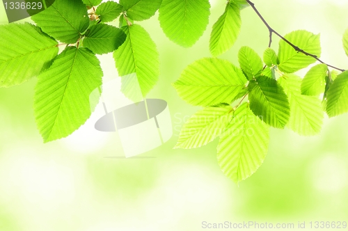 Image of green summer leaves