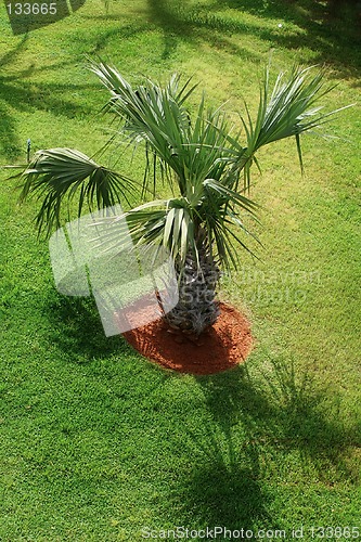 Image of Palm tree