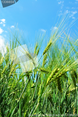 Image of wheat grain under blue sky