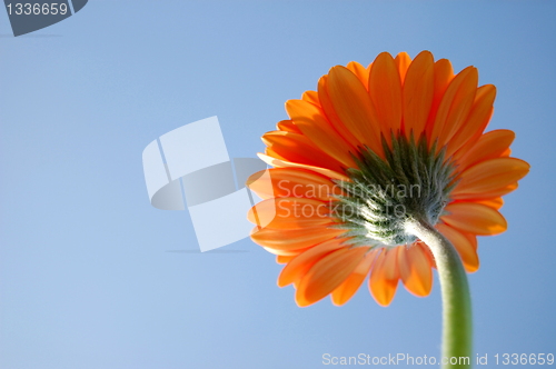 Image of Gerbera daisy